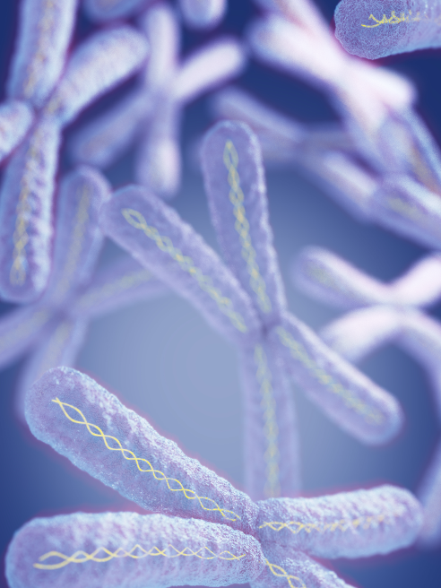 Biofunctional Telomere Complex